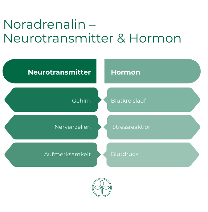 Infografik zeigt Noradrenalin als Neurotransmitter im Gehirn (Nervenzellen, Aufmerksamkeit) und als Hormon im Blutkreislauf (Stressreaktion, Blutdruck).